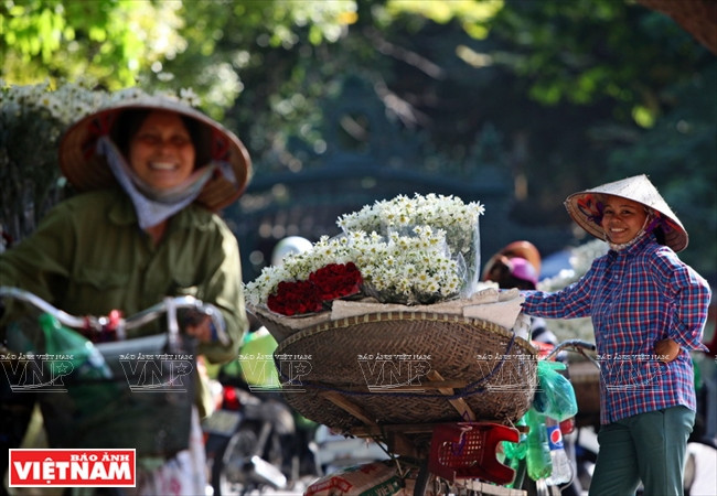 Sau khi thu hoạch, cúc họa mi được xếp thành bó và theo chân người bán hàng rong xuống phố. (Ảnh: Công Đạt/Báo Ảnh Việt Nam)