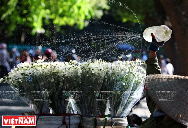 Cúc họa mi tạo nên một sức quyến rũ khác cho Hà Nội. (Ảnh: Công Đạt/Báo Ảnh Việt Nam)