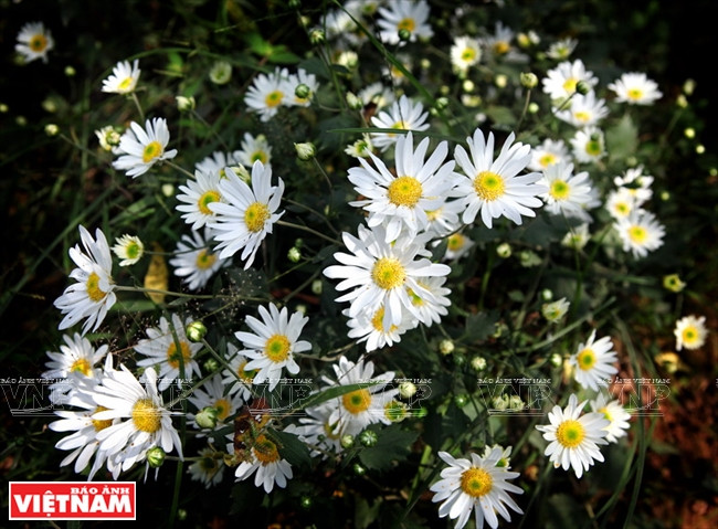 Loài hoa này có nhụy vàng-xanh, viền xung quanh là một lớp cánh trắng muốt khiến bất cứ ai nhìn thấy cũng phải nao lòng. (Ảnh: Công Đạt/Báo Ảnh Việt Nam)