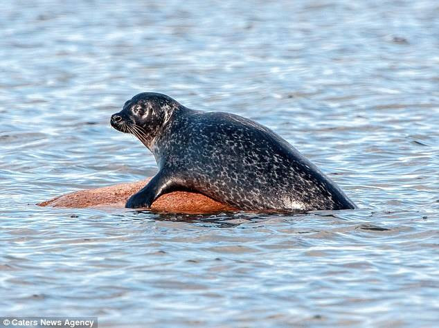 Chú hải cẩu có những hành động rất đáng yêu. (Nguồn: Caters News Agency)