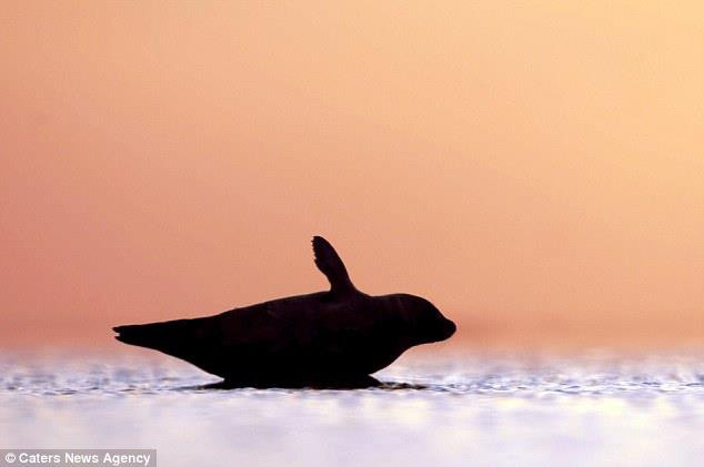 Chú hải cẩu có những hành động rất đáng yêu. (Nguồn: Caters News Agency)