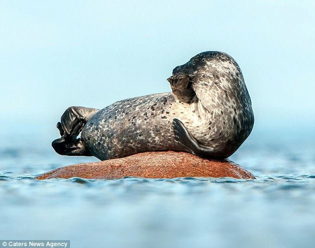 Thoma tới thăm những con hải cẩu mỗi ngày và chúng đã quen với sự có mặt của ông. (Nguồn: Caters News Agency)