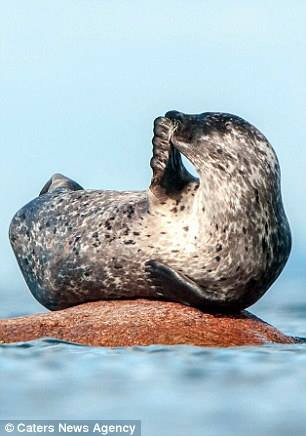 Chú hải cẩu thoải mái nằm trên tảng đá. (Nguồn: Caters News Agency)