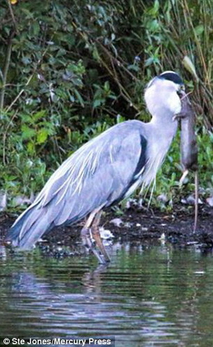 Chú chuột bị nuốt chửng trong chớp mắt. (Nguồn: Daily Mail)