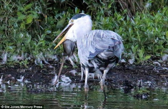 Chim diệc ngậm chặtt chú chuột trong miệng. (Nguồn: Daily Mail)