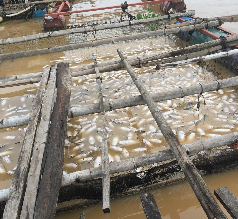 Cá nuôi chết nổi trắng bè trên sông La Ngà. (Ảnh: Sỹ Tuyên/TTXVN)