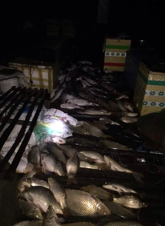 Cá chết được người dân vớt lên đưa đi tiêu hủy. (Ảnh: Sỹ Tuyên/TTXVN)