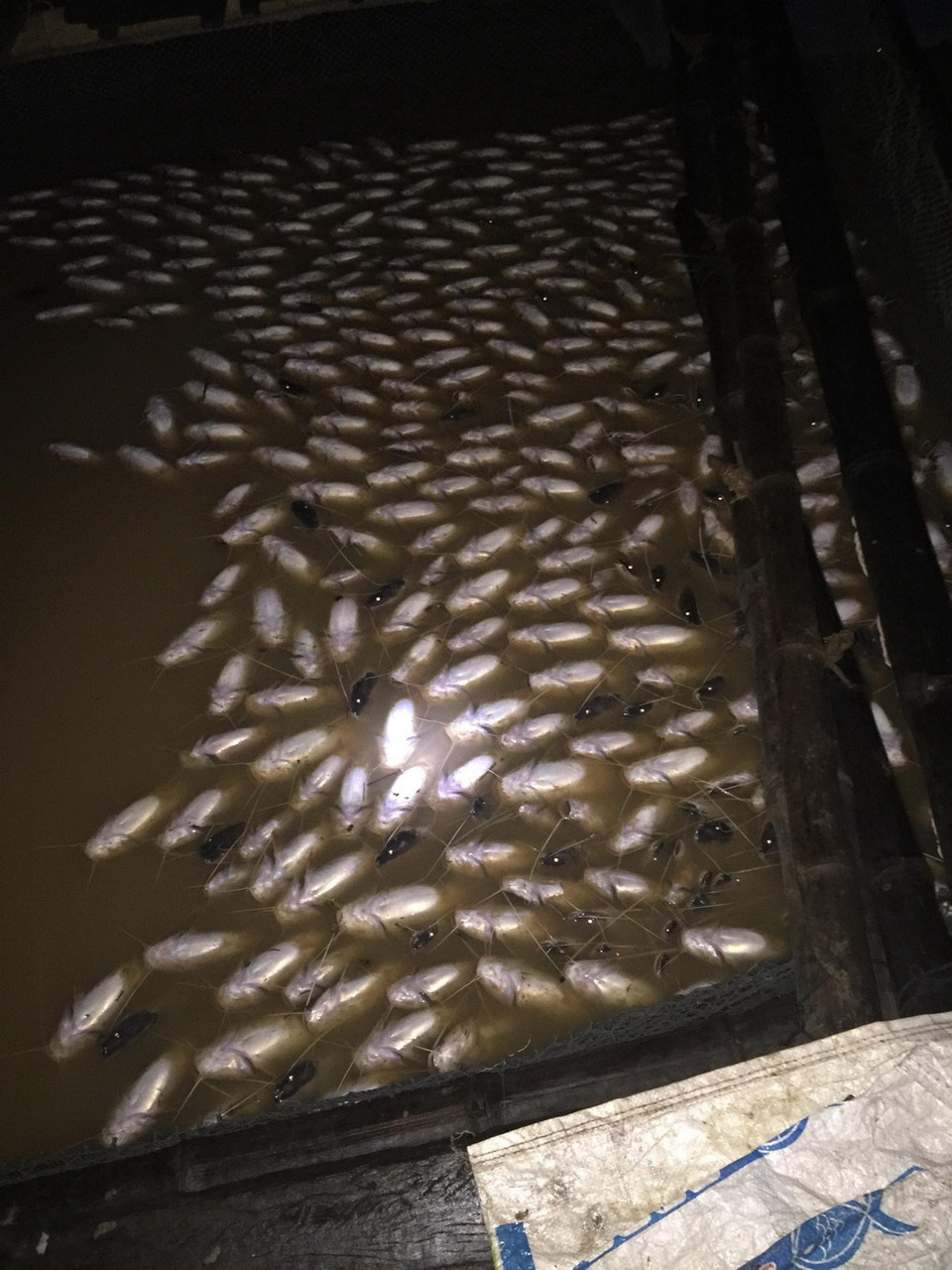 Cá nuôi chết nổi trắng bè trên sông La Ngà. (Ảnh: Sỹ Tuyên/TTXVN)