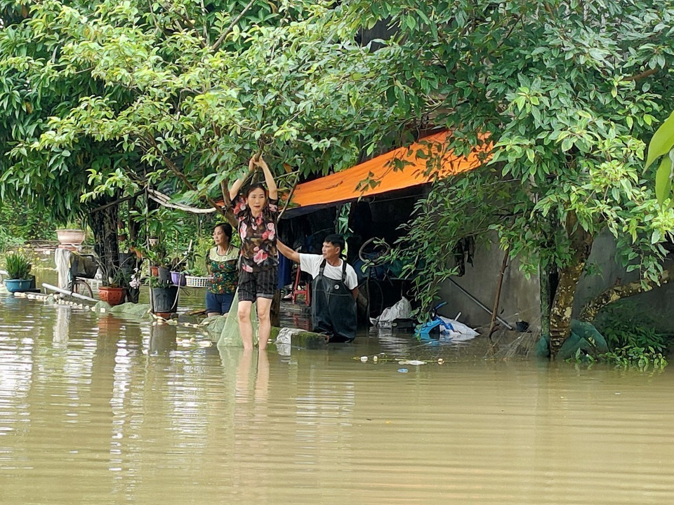 Ngoài ra, các diện tích lúa đã đến kỳ thu hoạch cũng bị ảnh hưởng của ngập lụt.. (Ảnh: TTXVN phát)