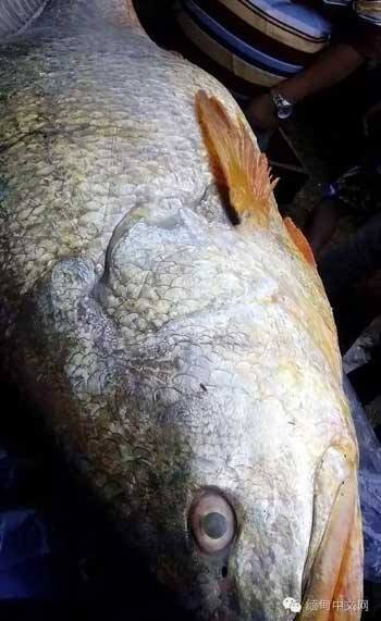 Bong bóng của loài cá này có giá trị rất lớn và thường được ví là quý hơn vàng. (Nguồn: CCTV)