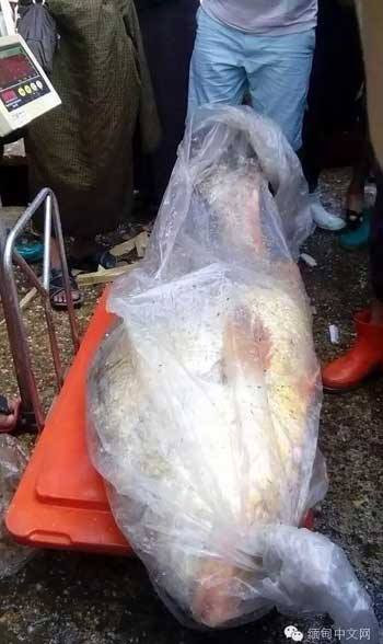 Con cá trên có cái miệng màu vàng nổi bật. (Nguồn: CCTV)