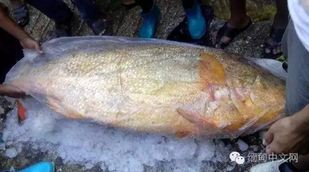 Đây là loài cá quý hiếm và được bảo vệ ở Trung Quốc. (Nguồn: CCTV)