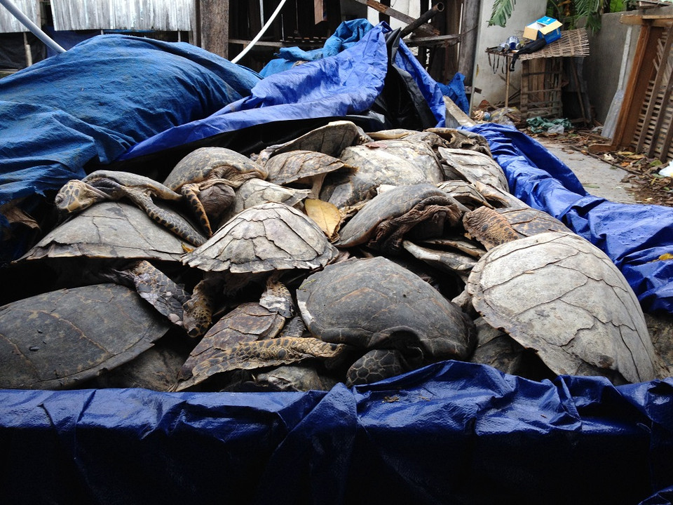 Số lượng rùa biển bị sát hại ước tính khoảng 7-8 tấn.(Ảnh: ENV)