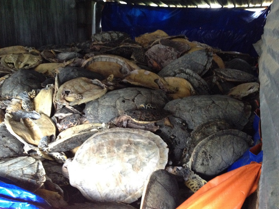 Hàng trăm cá thể rùa biển được lưu giữ tại nhà kho bà Thanh. (Ảnh: ENV)