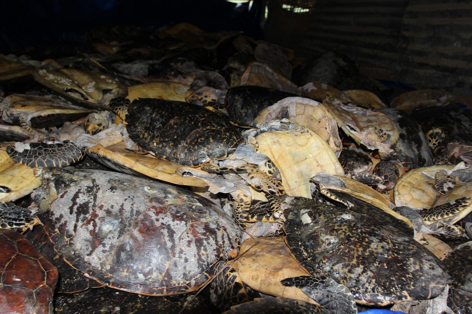 Số lượng rùa biển tươi được ngâm hóa chất.(Ảnh: ENV)