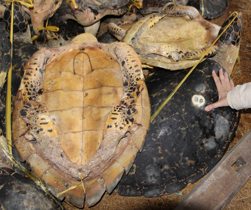 Những cá thể rùa bị sát hại.(Ảnh: ENV)