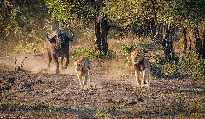 Driman cho biết, những con trâu có ý định giết hai chú sư tử chứ không chỉ là đuổi đi. (Nguồn: Caters News Agency)