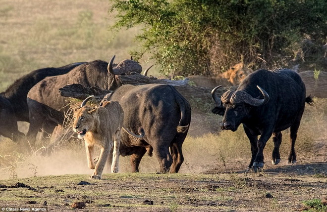 Hai con sư tử đã chạy thục mạng để tránh những cú húc của đàn trâu rừng. (Nguồn: Caters News Agency)