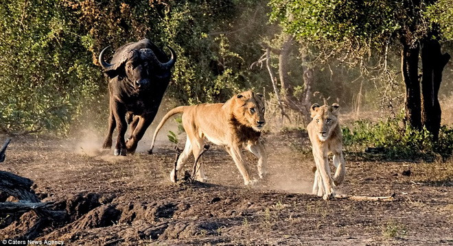 Driman cho biết, những con trâu có ý định giết hai chú sư tử chứ không chỉ là đuổi đi. (Nguồn: Caters News Agency)