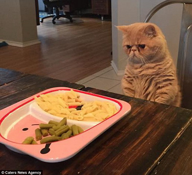 Park cho biết, hai chân trước của George rất ngắn và nhờ đó nó có thể dễ dàng đứng bằng hai chân sau. (Nguồn: Caters News Agency)