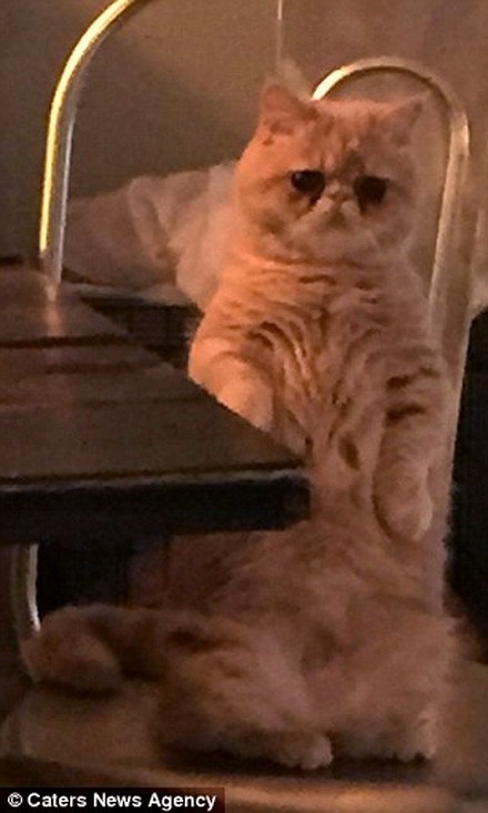 Park cho biết, hai chân trước của George rất ngắn và nhờ đó nó có thể dễ dàng đứng bằng hai chân sau. (Nguồn: Caters News Agency)