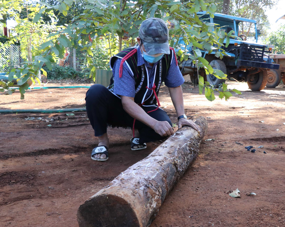 Nghệ thuật điêu khắc dân gian của người Bahnar, Jrai được thể hiện trên các sản phẩm gỗ rất đa dạng và phong phú. Một trong những sản phẩm độc đáo mang đậm dấu ấn của điêu khắc dân gian là tượng gỗ. Trong ảnh:Nghệ nhân dùng phấn vẽ lên thân tượng gỗ để định hình trước khi tạc. (Ảnh: Hồng Điệp/TTXVN)
