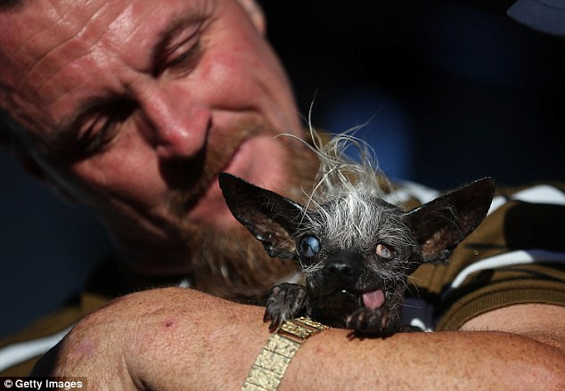 Sweepee Rambo là con chó lai giữa Chinese Crested và Chihuahua. (Nguồn: Getty)