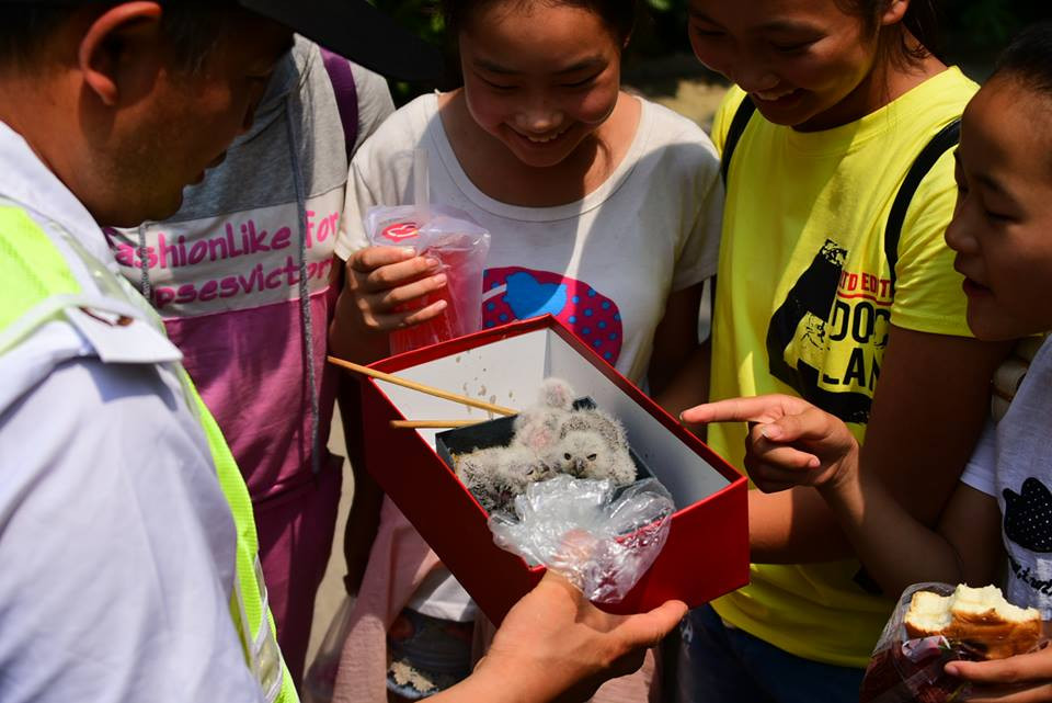 Những chú chim cú con nhận được rất nhiều sự quan tâm từ các em nhỏ. (Nguồn: CCTV)