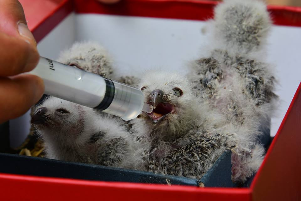 Ông Guo cho những con chim cú uống nước và ăn thịt gà trước khi đem chúng tới trung tâm nuôi dưỡng động vật hoang dã của thành phố. (Nguồn: CCTV)