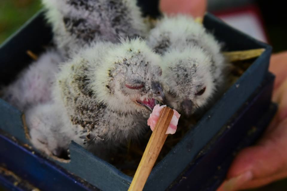 Tổ của những con chim cú con bị rơi xuống đất sau trận bão. (Nguồn: CCTV)