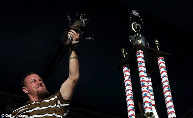 Sweepee Rambo đã giúp người chủ của mình là ông Jason Wurtz giành giải thưởng trị giá 1.500 USD. (Nguồn: Getty)