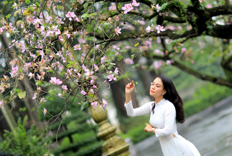 Thiếu nữ Hà Thành e ấp giữa mùa ban. (Ảnh: Nhật An/TTXVN)