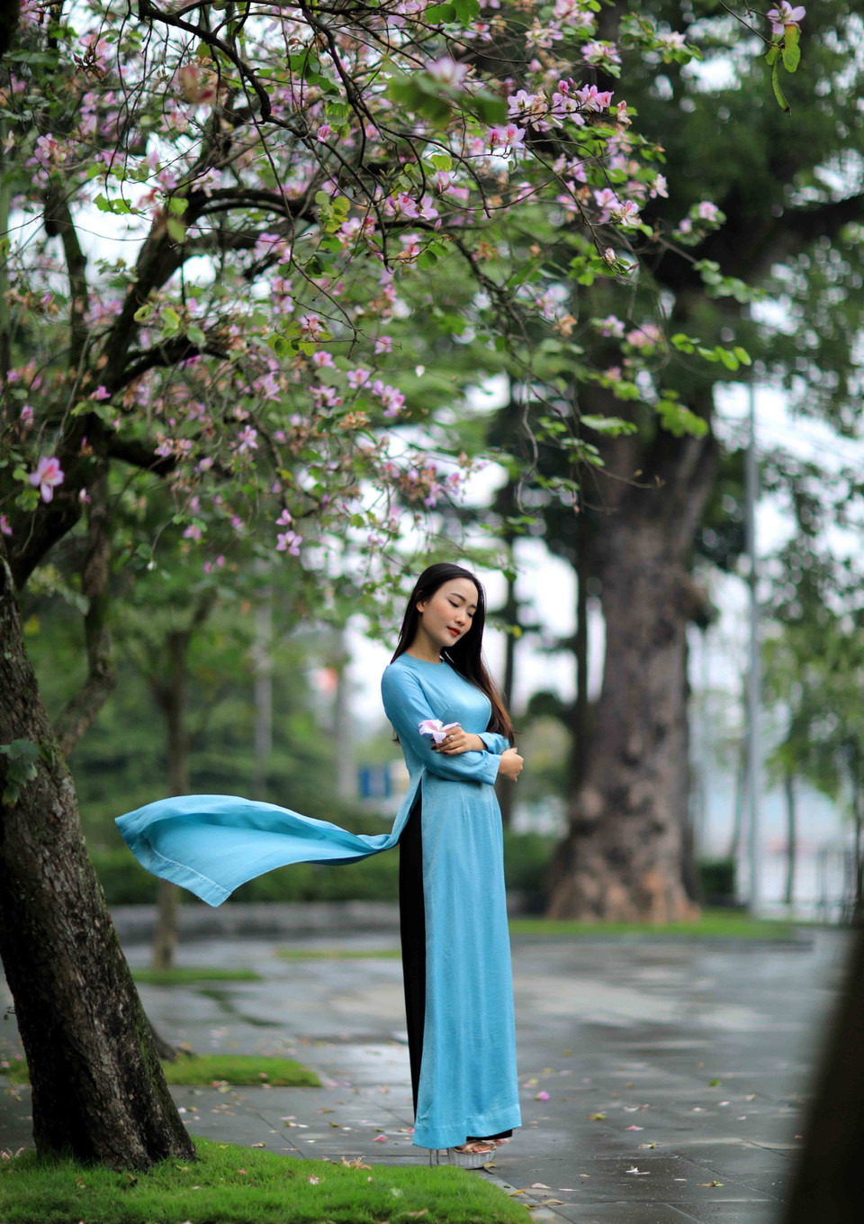 Những hàng cây hoa ban trên đường Bắc Sơn luôn thu hút sự quan tâm của người dân thủ đô. (Ảnh: Nhật Anh/TTXVN)