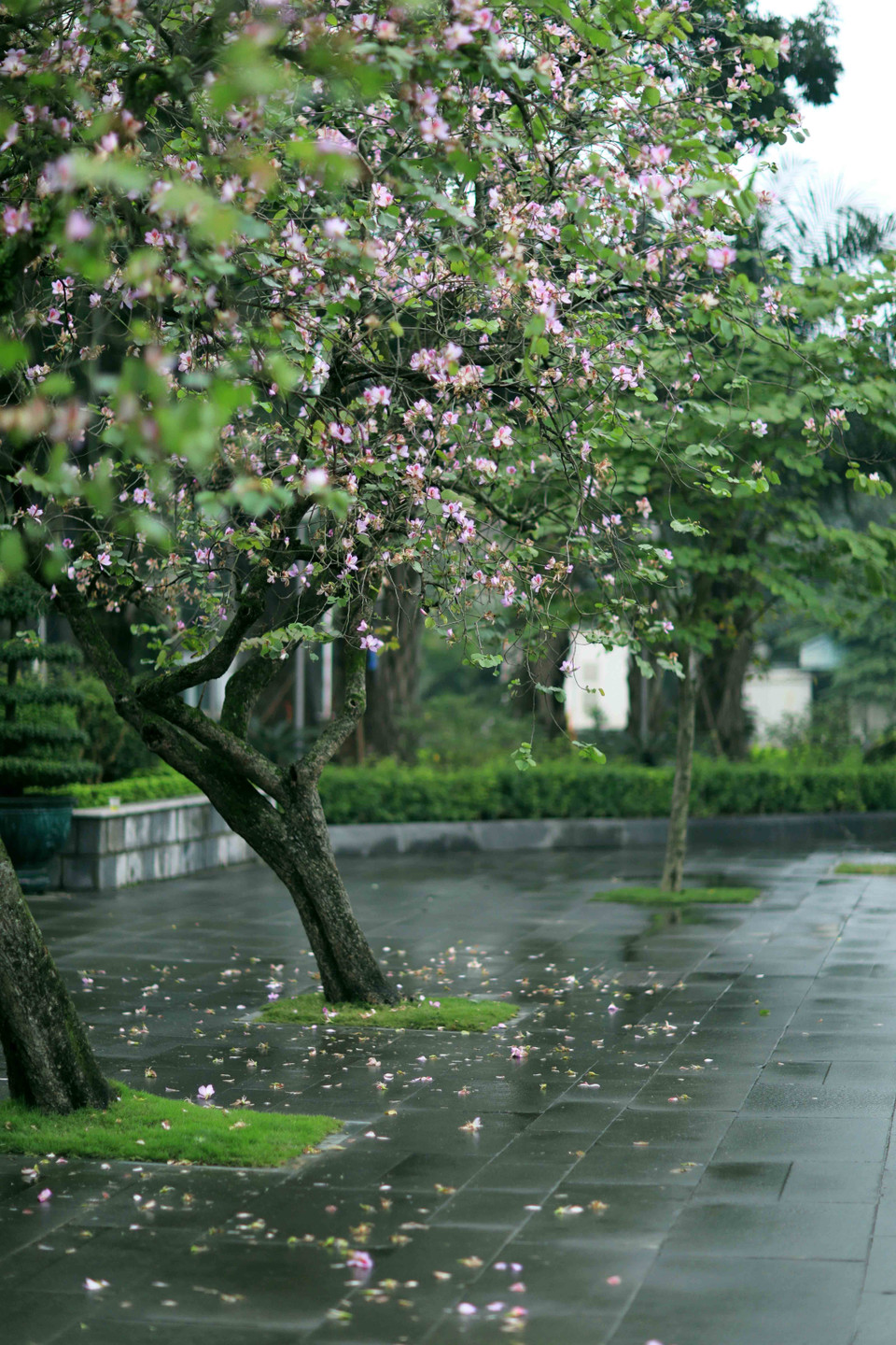 Thư thái thả dáng trong sắc ban trên đường Bắc Sơn. (Ảnh: Nhật Anh/TTXVN)