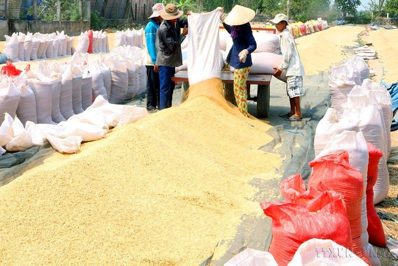 Các chương trình phát triển lúa gạo đã giúp sản xuất lúa gạo Việt Nam đạt được khung chung về an toàn thực phẩm, tạo thuận lợi cho xuất khẩu đi các thị trường khó tính. Trong ảnh: Nông dân huyện Cai Lậy (Tiền Giang) phơi thóc mới thu hoạch. (Ảnh: Đình Huệ/TTXVN)