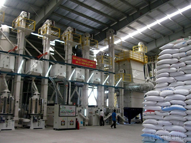 Vị thế hạt gạo Việt Nam hiện nay đã tăng lên rõ rệt, nhờ vào chuyển đổi cơ cấu sản xuất lúa chất lượng cao nên tỷ lệ gạo chất lượng cao chiếm tỷ trọng lớn trong xuất khẩu. Trong ảnh: Dây chuyền chế biến gạo xuất khẩu của Công ty cổ phần Xuất nhập khẩu Nông sản thực phẩm Cà Mau. (Ảnh: Kim Há/TTXVN)