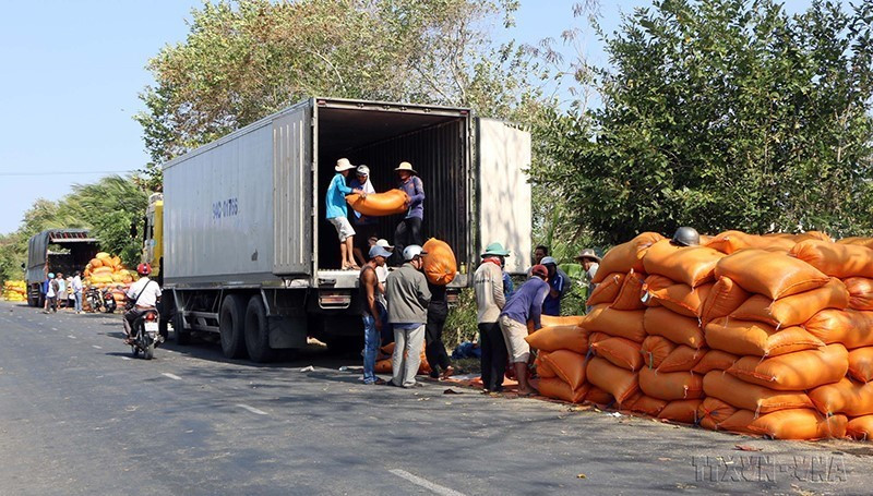 Xu thế phát triển và các doanh nghiệp tư nhân có thể góp phần giúp Chính phủ ổn định thị trường trong nước, đảm bảo an ninh lương thực, trong đó, quan trọng nhất là phải xây dựng cho được một số các doanh nghiệp đầu tàu đủ mạnh, giúp đẩy mạnh mua lúa của nông dân mỗi khi thị trường giảm giá, đặc biệt là không được ép giá. Trong ảnh: Thương lái đến thu mua lúa vừa thu hoạch ở huyện Thạnh Trị (Sóc Trăng). (Ảnh: Trung Hiếu/TTXVN)