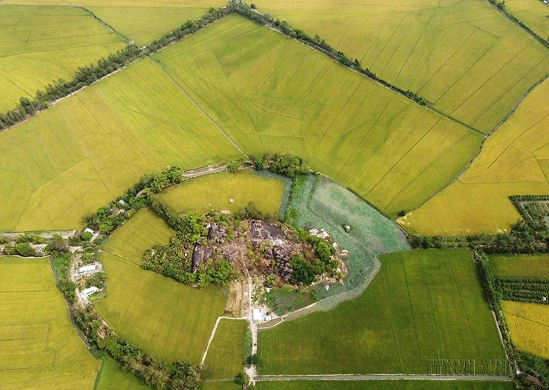 Điều này thể hiện rõ hướng đi của ngành lúa gạo thời gian tới là giảm diện tích, sản lượng xuất khẩu để tập trung nâng cao chất lượng gạo và giá bán. Trong ảnh: Vùng sản xuất lúa chất lượng cao, đủ điều kiện xuất khẩu vào thị trường EU theo Hiệp định EVFTA của Tập Đoàn Lộc Trời ở huyện Thoại Sơn, tỉnh An Giang. (Ảnh: Vũ Sinh/TTXVN)