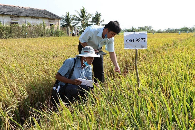 Cơ cấu giống lúa của Việt Nam bắt đầu thay đổi cách đây 20 năm, từ Chương trình giống Quốc gia. Trong ảnh: Đánh giá đặc tính và phẩm chất của các bộ giống lúa chịu mặn tại Bến Tre. (Ảnh: Công Trí/TTXVN)