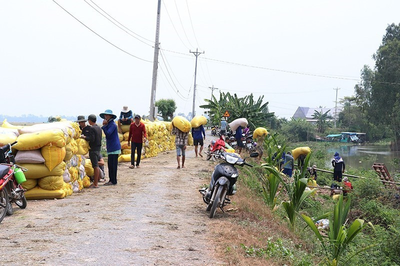 Để giúp cho doanh nghiệp ngành gạo tiếp tục phát triển bền vững, người nông dân rất cần có mặt bằng giá ổn định. Muốn vậy cần có những doanh nghiệp lớn đứng ra thu mua mỗi khi giá lúa trên thị trường xuống thấp, có như vậy mới hạn chế nông dân bán ra, giữ giá được ổn định. Trong ảnh: Nông dân xã Tân Mỹ, huyện Thanh Bình (Đồng Tháp) tập trung lúa vừa thu hoạch để bán cho thương lái. (Ảnh: Nguyễn Văn Trí/TTXVN)