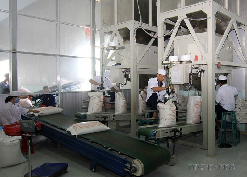 Doanh nghiệp xuất khẩu gạo rất cần một hành lang pháp lý ổn định để an tâm xây dựng chiến lược sản xuất kinh doanh. Trong ảnh: Đóng bao gạo xuất khẩu tại nhà máy của Công ty Lương thực Tiền Giang, thuộc Tổng công ty Lương thực miền Nam-CTCP (Vinafood 2). (Ảnh: Vũ Sinh/TTXVN)