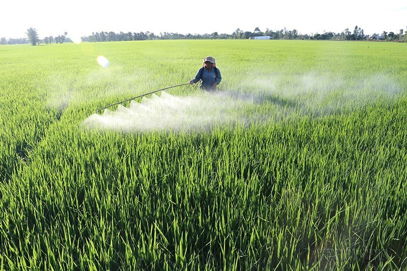 Diện tích lúa chiếm 82% diên tích đất canh tác ở Việt Nam. Có khoảng 52% sản lượng lúa Việt Nam được sản xuất ở đồng bằng sông Cửu Long và 18% ở đồng bằng sông Hồng. Trong ảnh: Nông dân tỉnh Đồng Tháp chăm sóc lúa vụ Đông xuân 2018-2019. (Ảnh: Nguyễn Văn Trí/TTXVN)