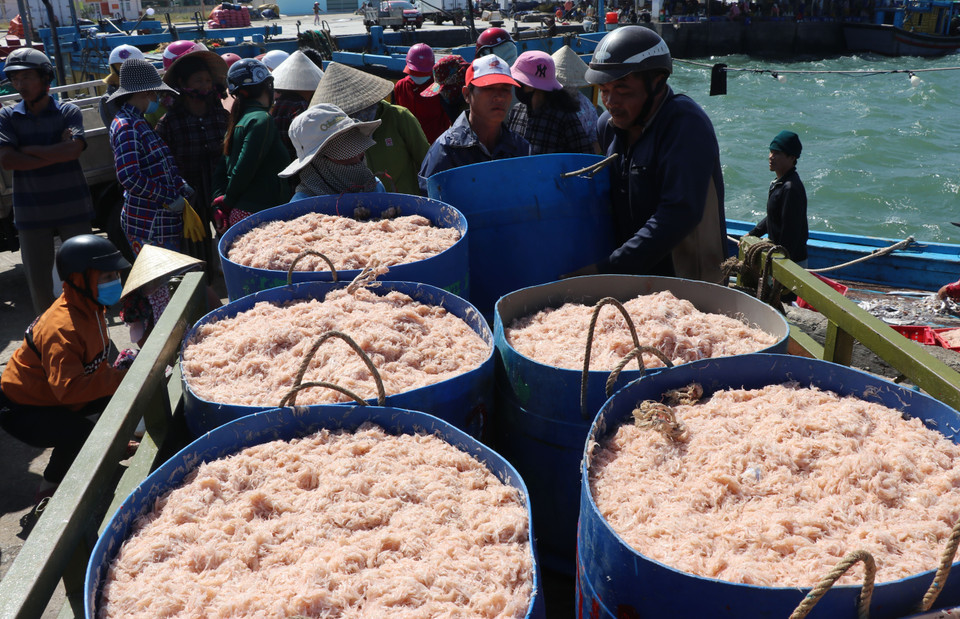  Ngư dân Phú Yên trúng đậm ruốc chuyến biển đầu năm. (Ảnh: Phạm Cường/TTXVN)