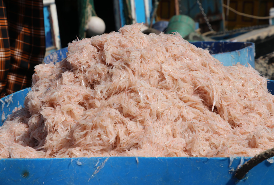  Ngư dân Phú Yên trúng đậm ruốc chuyến biển đầu năm. (Ảnh: Phạm Cường/TTXVN)