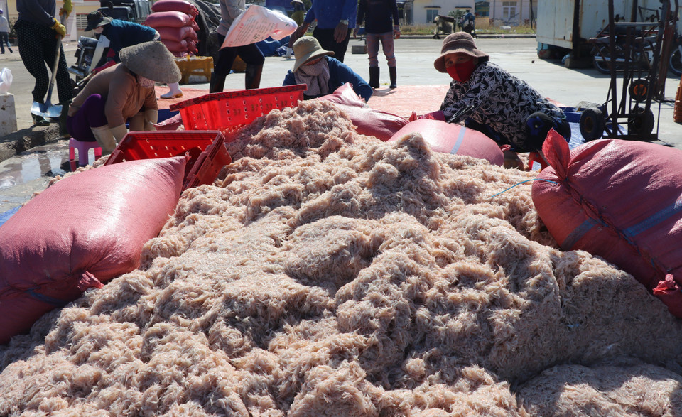  Sau khi thu mua ruốc được các thương lái sơ chế ngay tại cảng cá Dân Phước, thị xã Sông Cầu. (Ảnh: Phạm Cường/TTXVN)