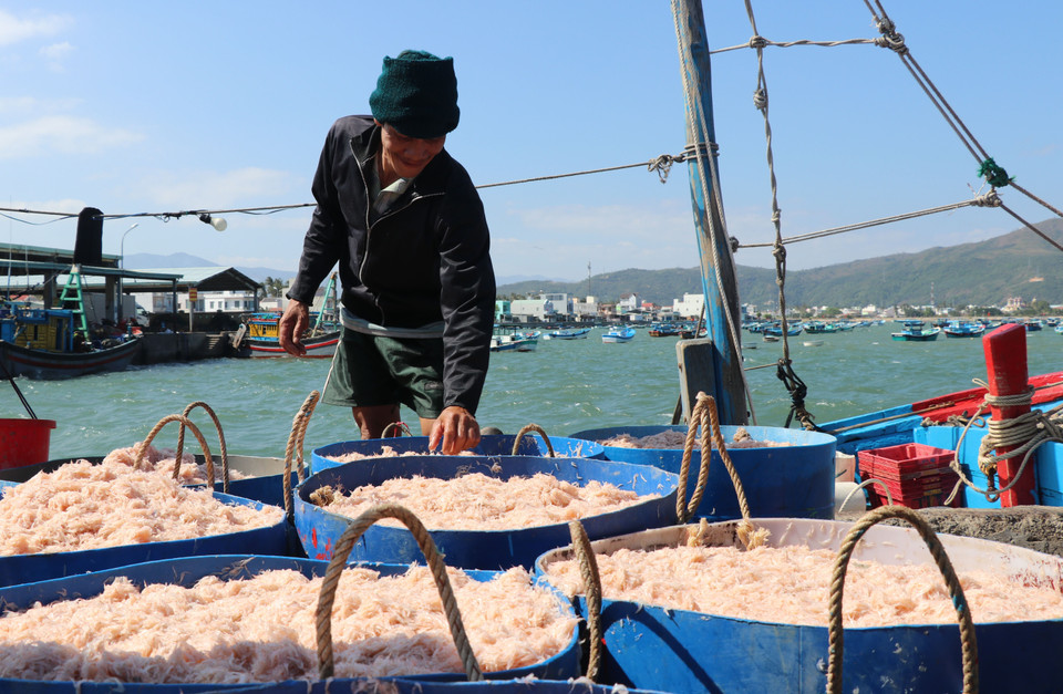 Các thuyền khai thác được từ 5 tạ đến 9 tạ ruốc mỗi ngày. 