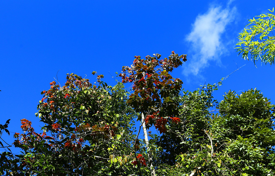 Cây phong lá đỏ nằm trong khu rừng trên đường lên cột mốc số 0. (Ảnh: Phan Tuấn Anh/TTXVN)