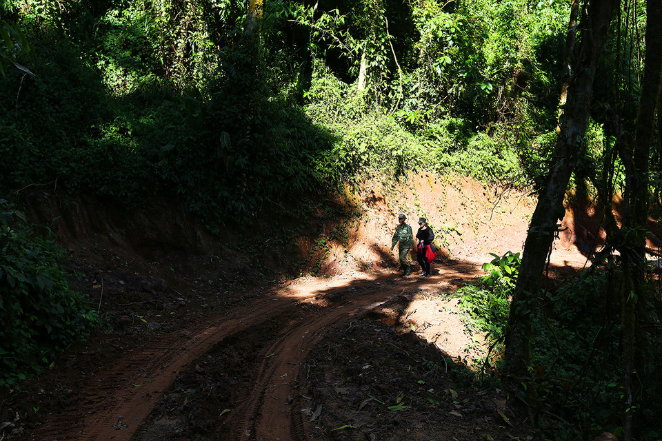 Du khách có thể chìm vào những cánh rừng rậm rạp quanh co đồi núi. (Ảnh: Phan Tuấn Anh/TTXVN)