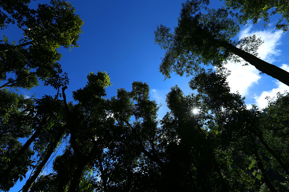 Thảm thực vật phong phú trên cung đường lên cột mốc. (Ảnh: Phan Tuấn Anh/TTXVN)