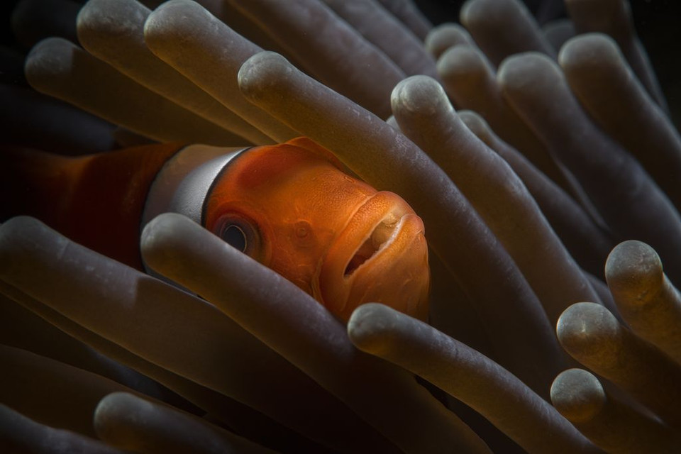 Cận cảnh một con cá hề. (Nguồn: NatGeo)